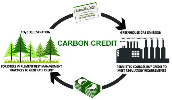 How To Invest In Blue Carbon Credits